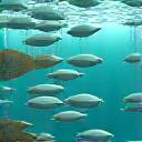 アクアカルチャー技術コンサルティング